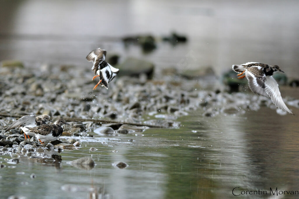 Ruddy Turnstone