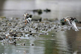 Ruddy Turnstone