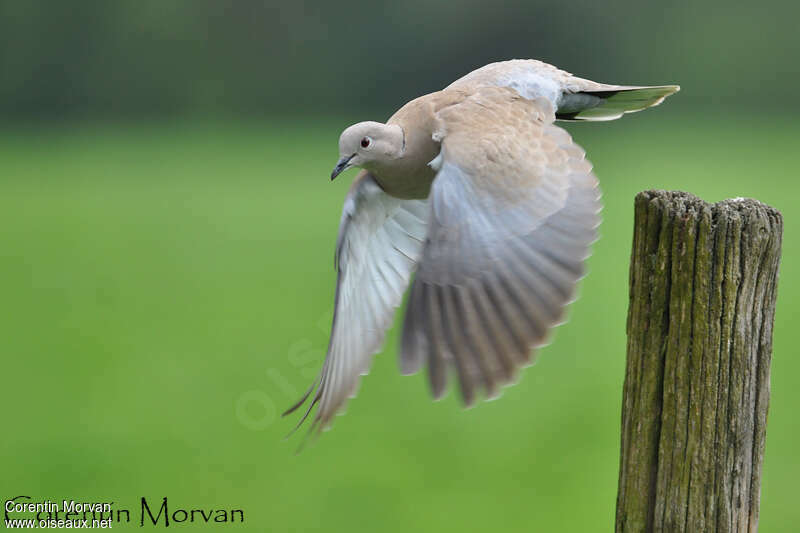 Eurasian Collared Doveadult, pigmentation, Flight