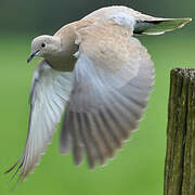 Eurasian Collared Dove