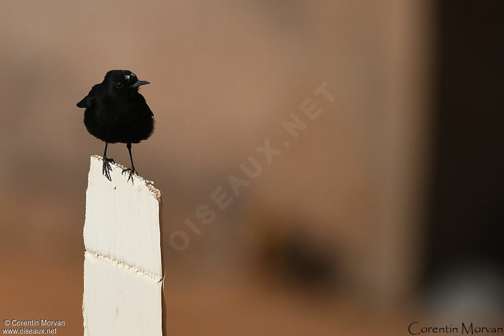 White-crowned Wheatear