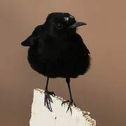 White-crowned Wheatear