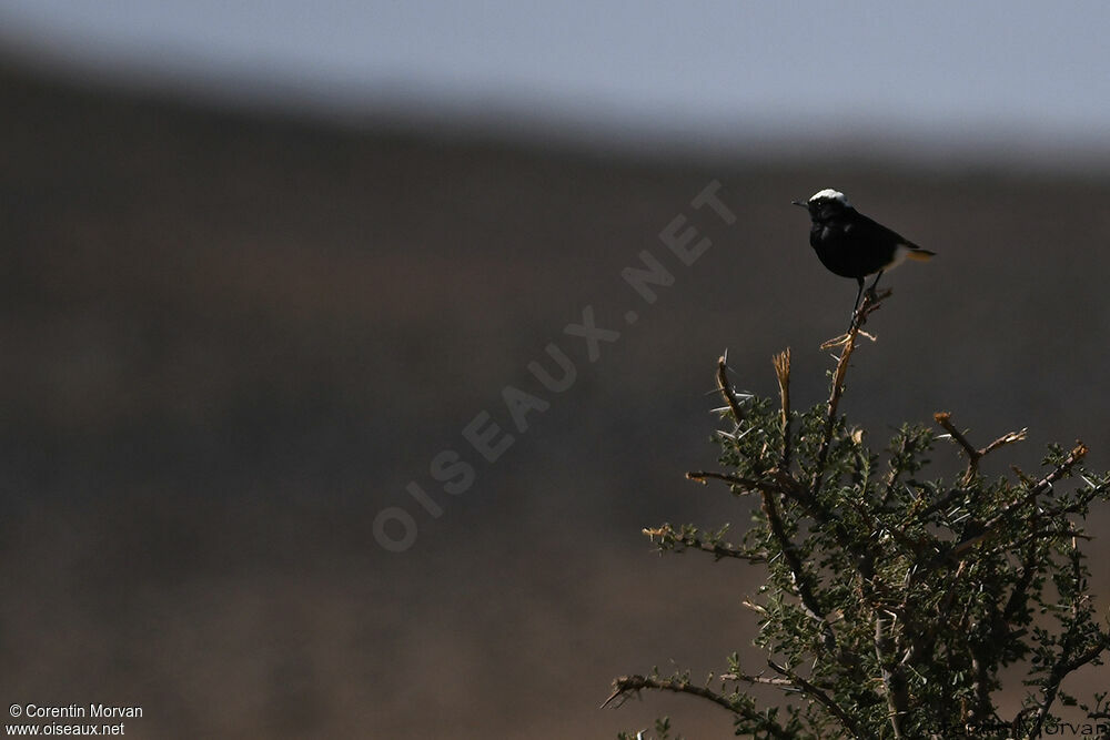 White-crowned Wheatear