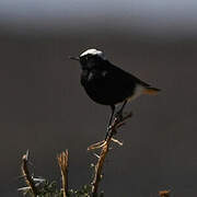 White-crowned Wheatear