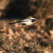 Red-rumped Wheatear