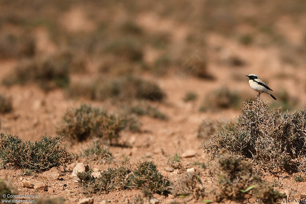 Desert Wheatear