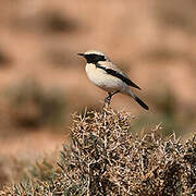 Desert Wheatear