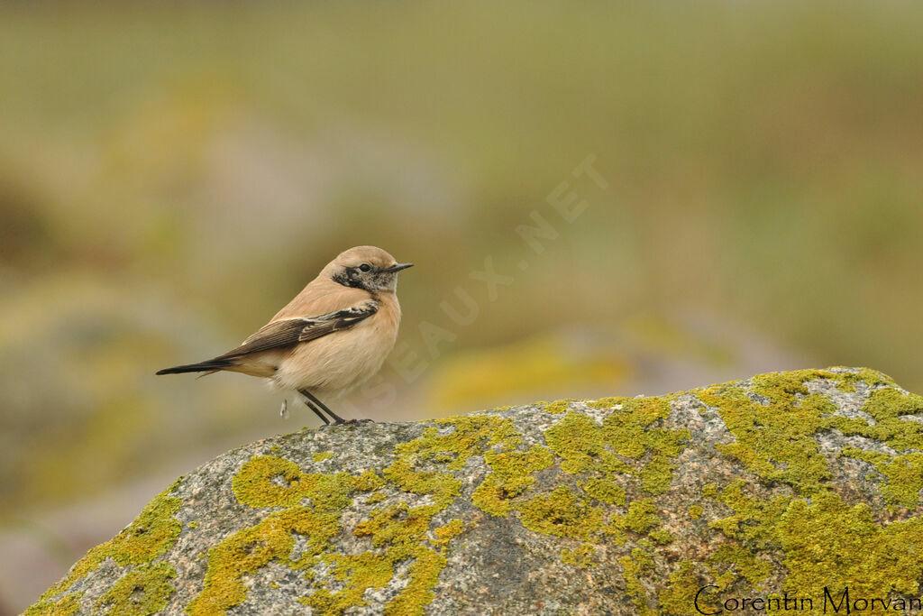 Desert Wheatear