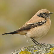 Desert Wheatear