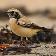 Desert Wheatear