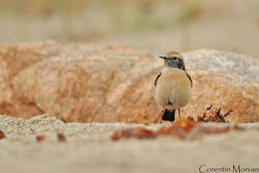 Desert Wheatear