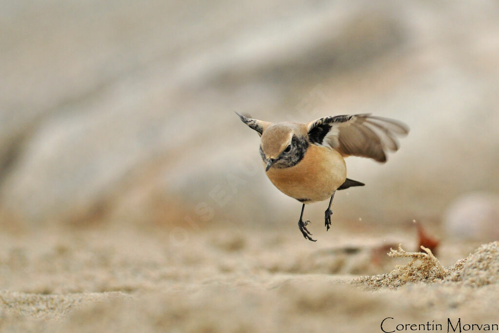 Desert Wheatear