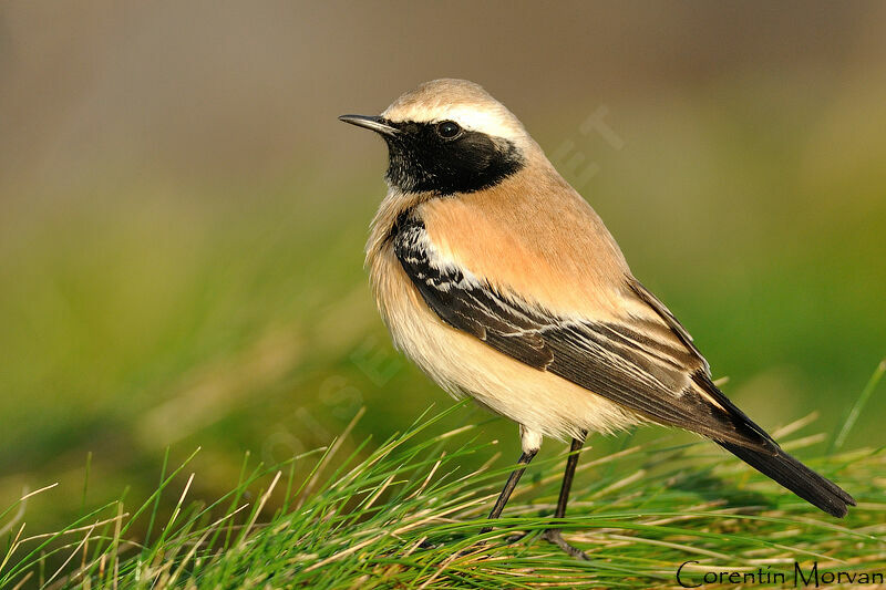 Desert Wheatear