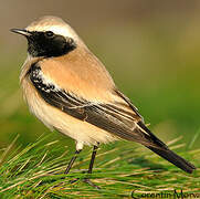 Desert Wheatear