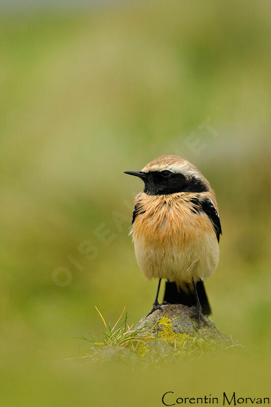 Desert Wheatear