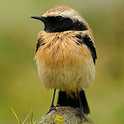 Desert Wheatear