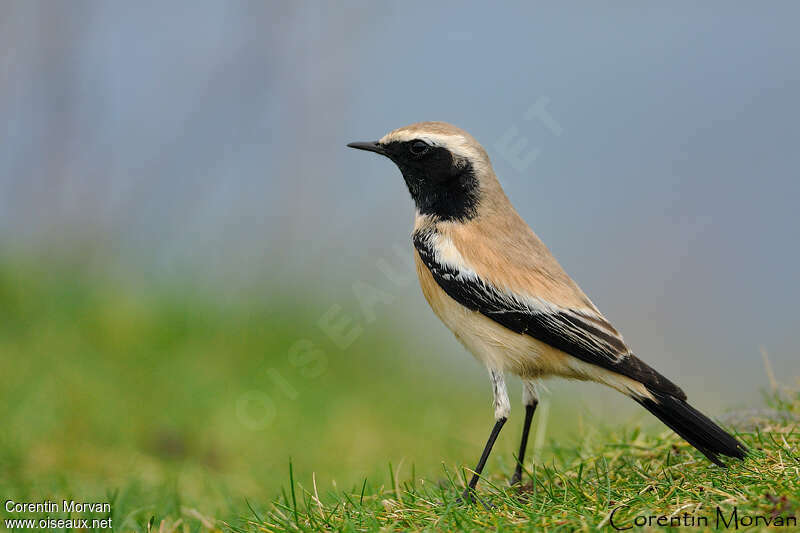 Desert Wheatear male adult, pigmentation