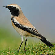 Desert Wheatear