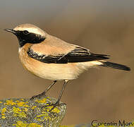 Desert Wheatear