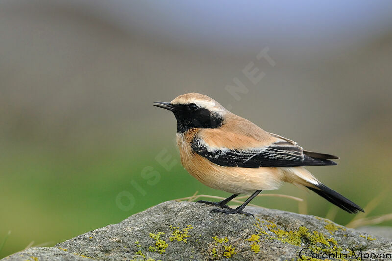 Desert Wheatear