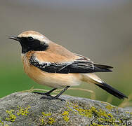 Desert Wheatear