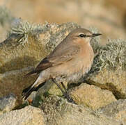 Isabelline Wheatear