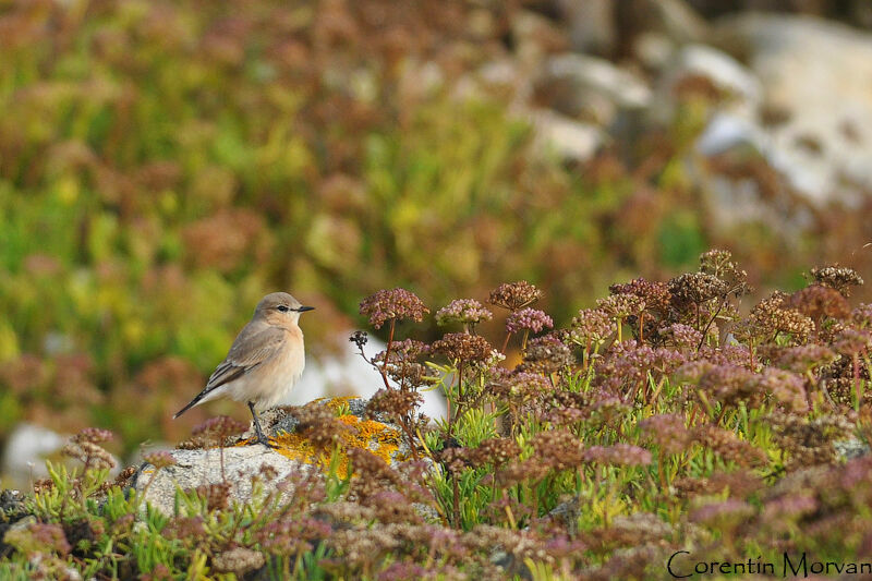 Isabelline Wheatear