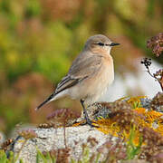 Isabelline Wheatear