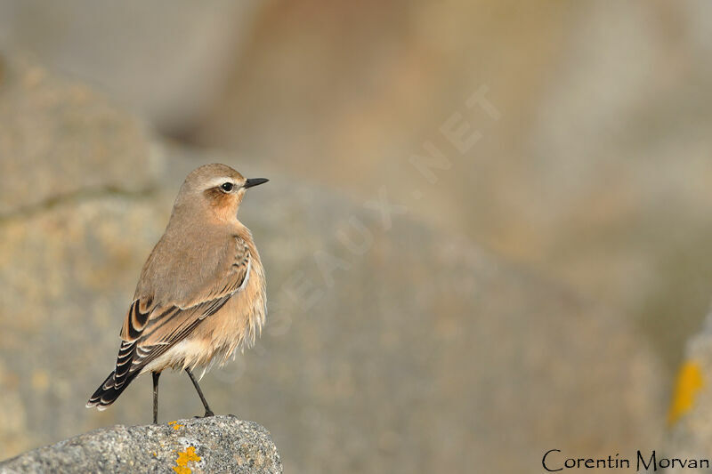 Northern Wheatear