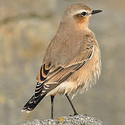 Northern Wheatear