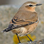 Northern Wheatear