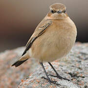 Northern Wheatear