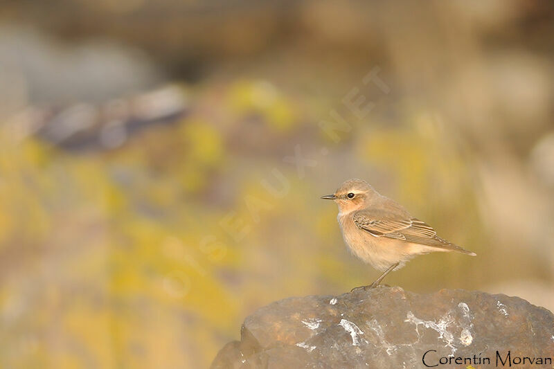 Northern Wheatear