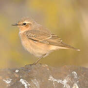 Northern Wheatear