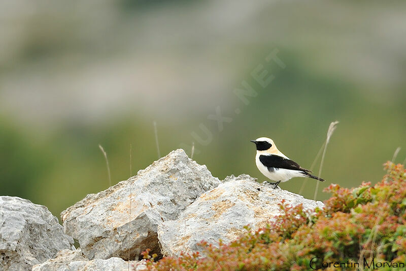 Black-eared Wheatear