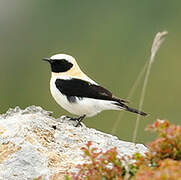 Black-eared Wheatear