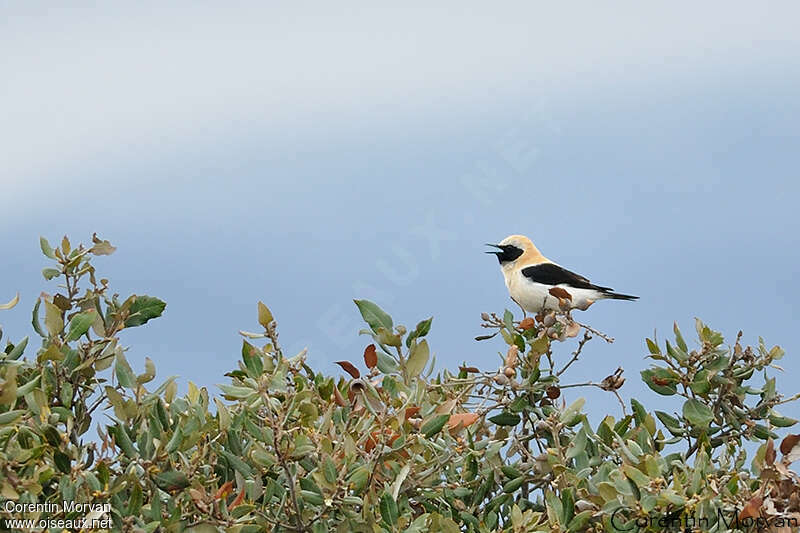 Western Black-eared Wheatear male adult, habitat, song