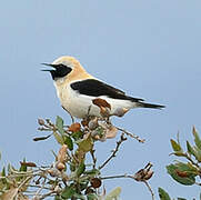 Western Black-eared Wheatear