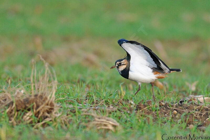 Northern Lapwing