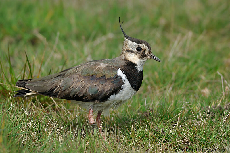 Northern Lapwing