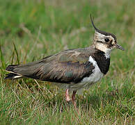 Northern Lapwing