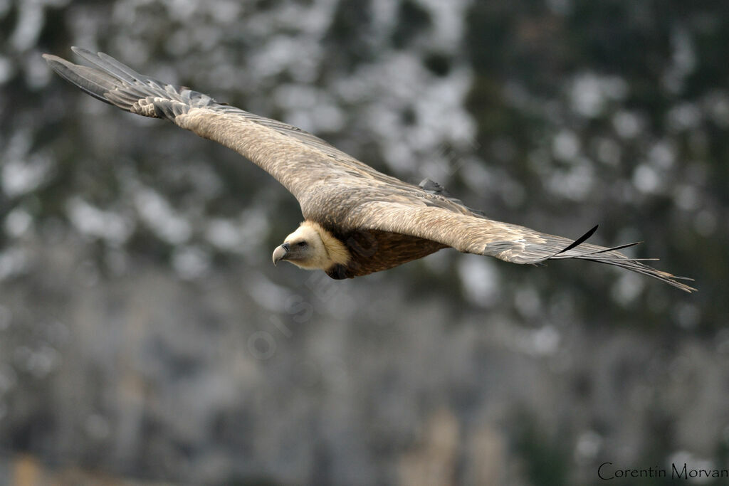 Griffon Vulture