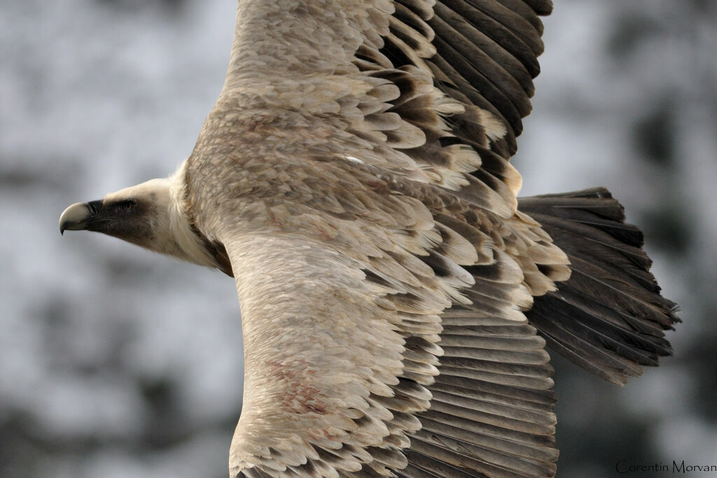 Vautour fauve