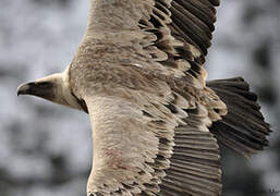 Griffon Vulture