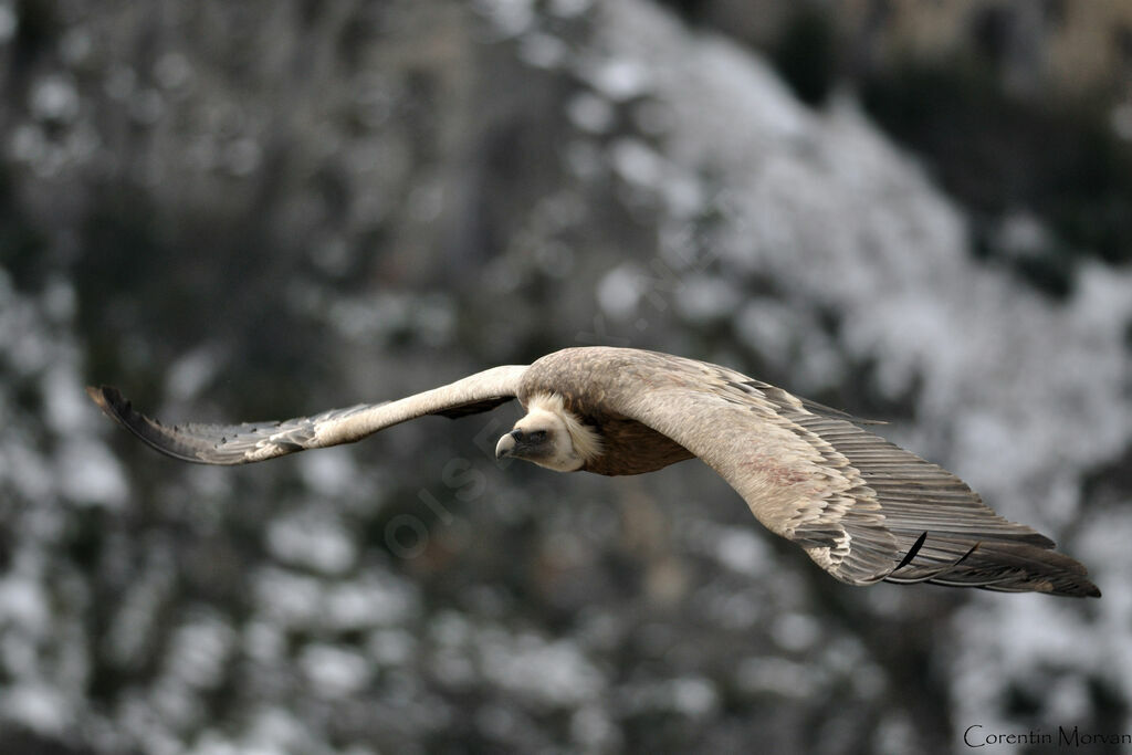 Vautour fauve