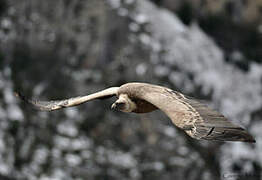 Griffon Vulture