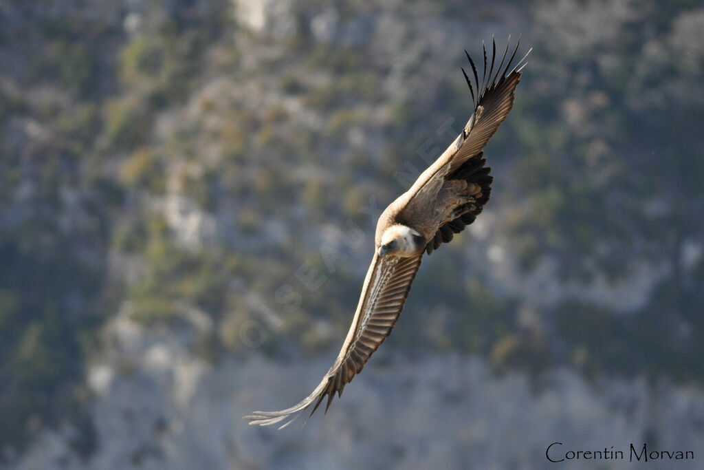 Griffon Vulture