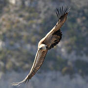 Griffon Vulture