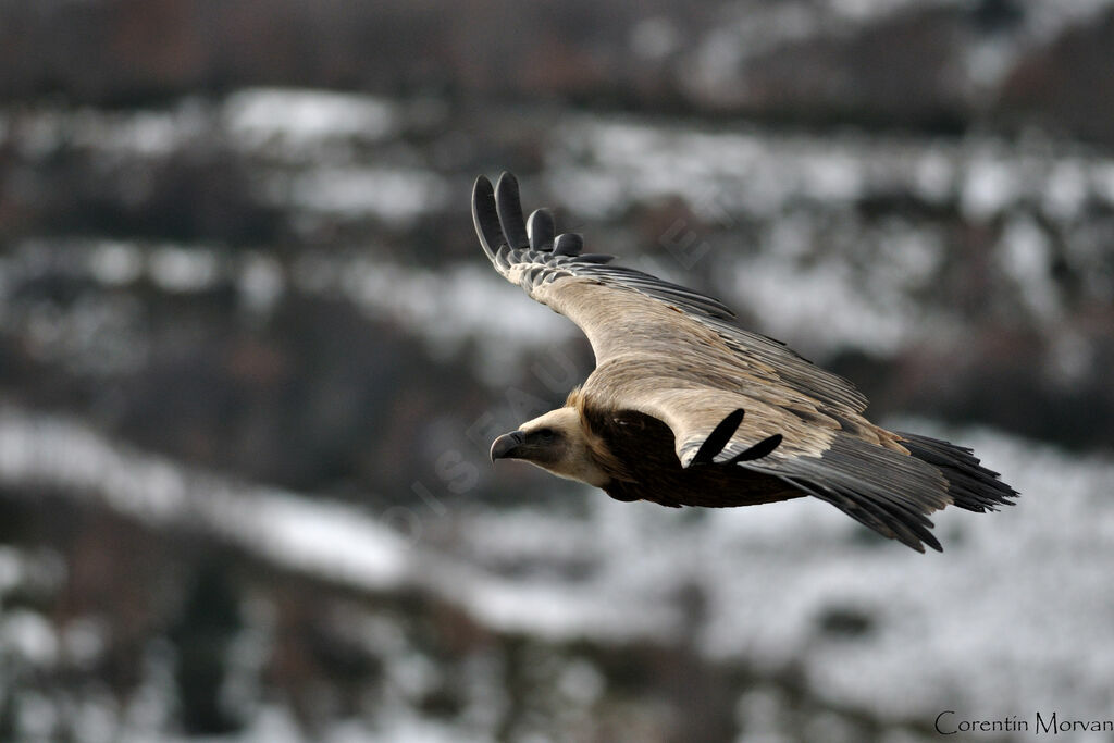 Griffon Vulture