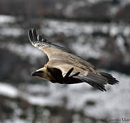 Griffon Vulture